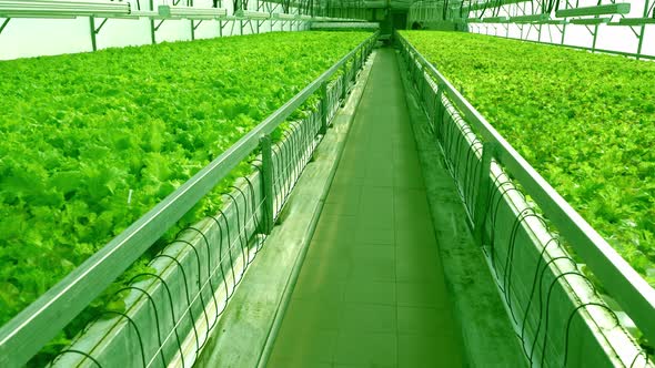 Grow Lettuce in the Greenhouse