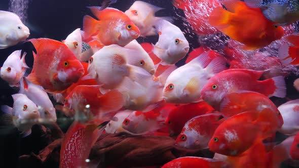 Diversity of Tropical Fishes in Exotic Decorative Aquarium. Assortment in Chatuchak Fish Market Pet