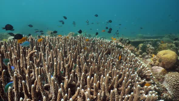 The Underwater World of a Coral Reef