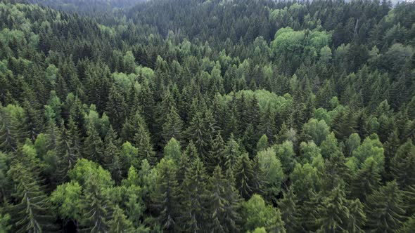 Drone Fly Near Evergreen Tall Pine Trees Near Vitosha Mountain SofiaBulgaria