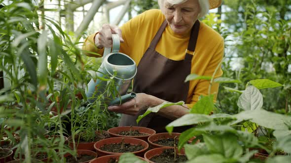 Caring Farmer Old Woman Planting Flowers in Pots Watering From Can Caring for Vegetation