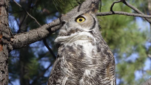 Close shot of great horned owl hooting in a tree