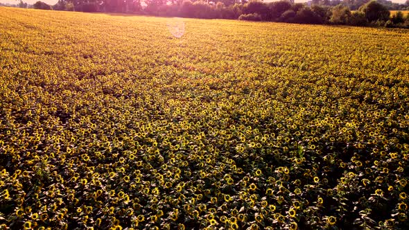 Aerial Drone View Flight Over Ver Field with Ripe Sunflower Heads