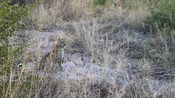 An African Leopard sits very still in the tall dry grass in Botswana