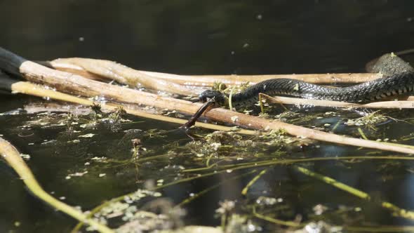 Water Snake Swims Through River of Swamp Thickets and Algae. Slow Motion