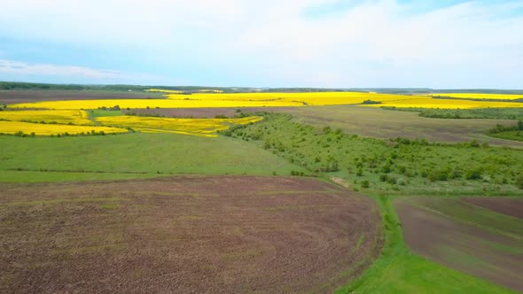 Aerial Drone View of Green Agricultural Field in the Countryside of Ukraine