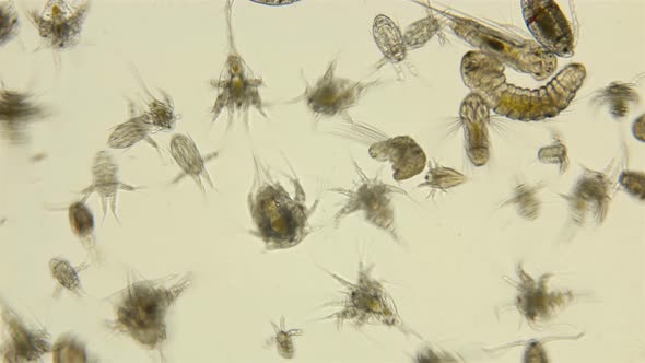 Black Sea Plankton and Zooplankton Under a Microscope, the Diversity of Species Is Both a Worm and