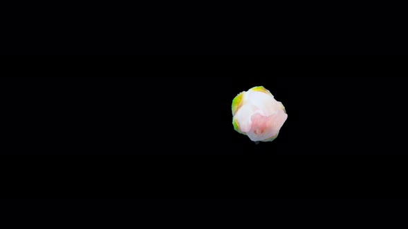Almond Blossom Timelapse Isolated 3