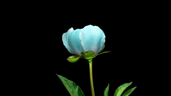 Timelapse Bouquet of Pink Peonies Blooming on Black Background. Blooming Peonies Flowers Open, Close