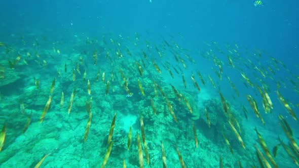 School of Small Barracudas Fish Underwater