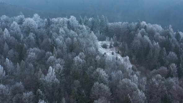 Flying Over a Fabulous Winter Forest the Trees Are Covered with Frost the Fog Swirls Over the