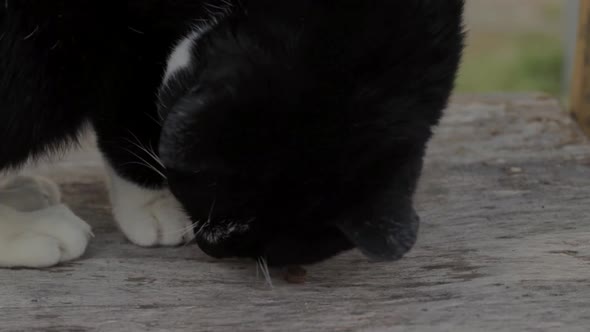 Cat enjoying treat