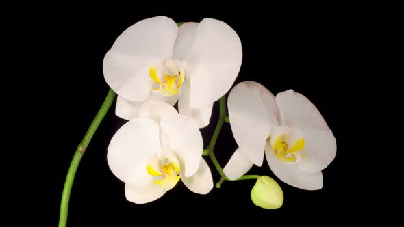 Blooming White Orchid Phalaenopsis Flower