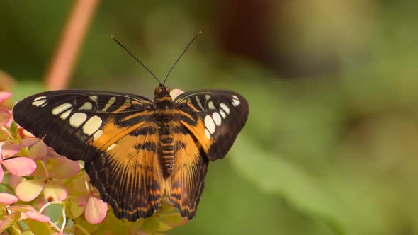 Animal Butterfly