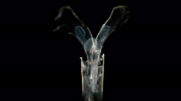 Swimming Snails or Sea Butterflies Under the Microscope. Creseidae Families, Order Pteropoda, Are