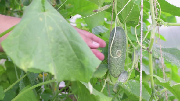 A Juicy Cucumber Hangs in the Green Foliage the Hand Picks It Off