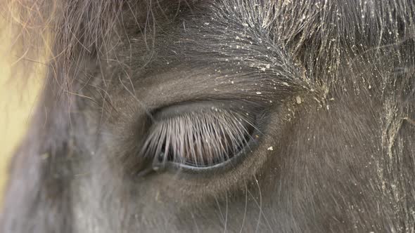 Macro close up of Black Horse Eye Blinking in slow motion during sunlight - prores 422