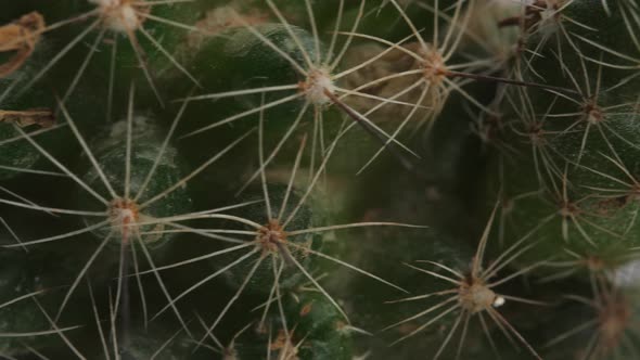 Close Up Of Mammillaria Spinosissima Plant Revolving Around Itself On The White Screen Background