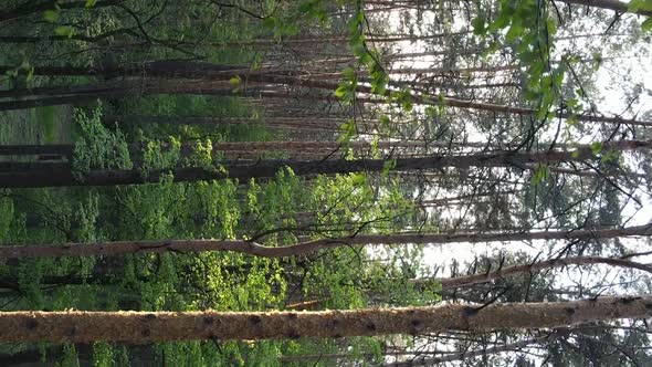 Vertical Video of a Beautiful Green Pine Forest on a Summer Day Slow Motion