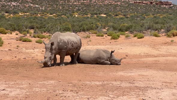 Pair of Rhinos Relaxing on Sun on Hot Day in Dry Landscape