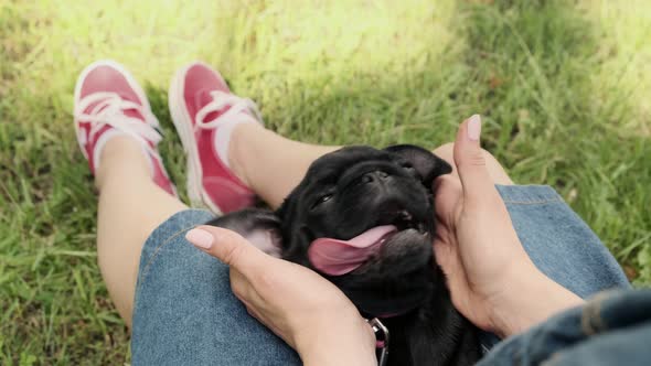 A woman is doing a massage to a happy and relaxed black funny pug puppy. Dog lover