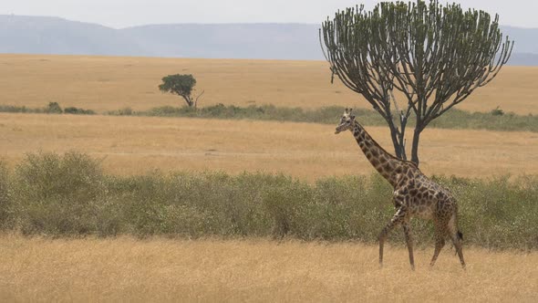 Masai giraffe on dry grassland