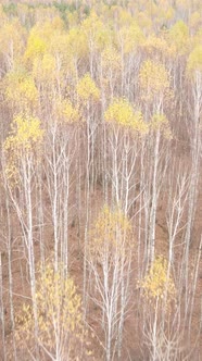 Vertical Video of Forest Landscape in Autumn Slow Motion