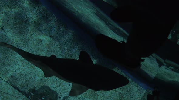 Glass floor and swimming small shark in ocenanarium