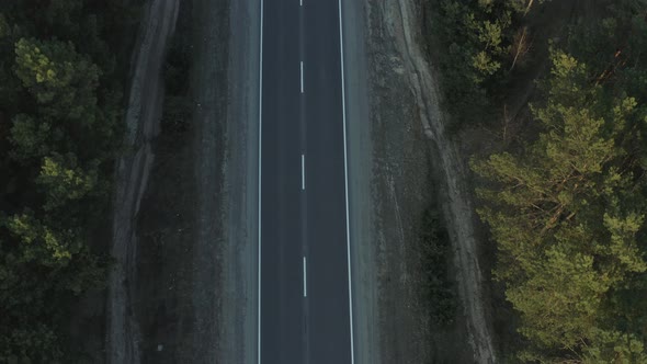 Road in the Forest