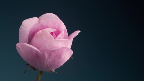 Timelapse of Blooming Pink Rose Outdoors. Flower Opening Backdrop.