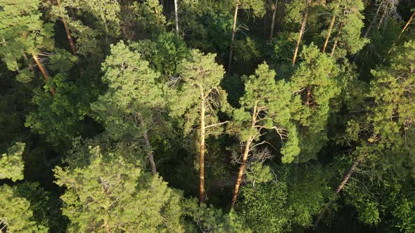 Aerial View of Trees in the Forest. Ukraine