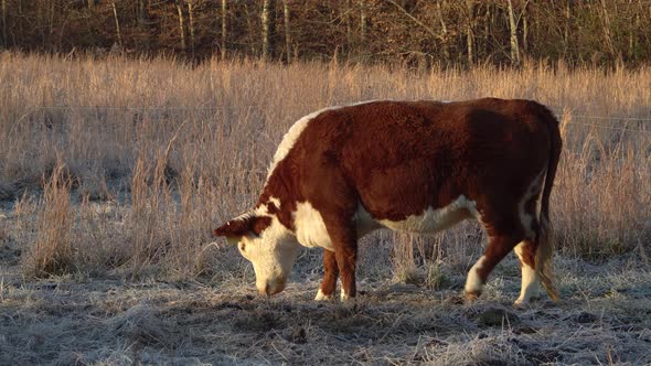 Side view of brown and white mini Hereford beef cow eating grass, golden hour