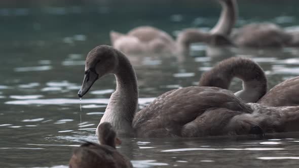 Gray swans