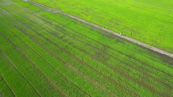 4K Aerial view of agriculture in rice fields for cultivation