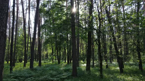 Beautiful Green Forest on a Summer Day Slow Motion