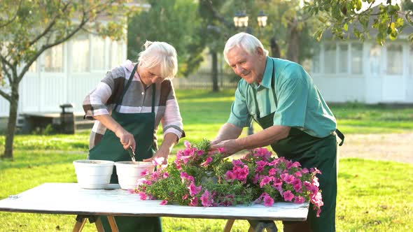 Couple of Gardeners Transplanting Flowers.