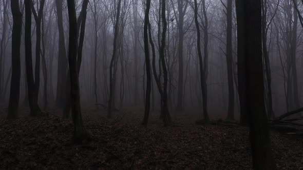 Walking in Scary Horror Fog Forest at the Evening