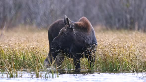 Moose calf wading in shallow pond as it grazes