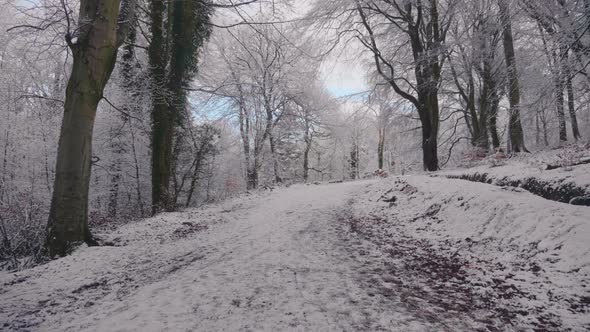 Trees in forest covered in heavy snow on a bright day 47