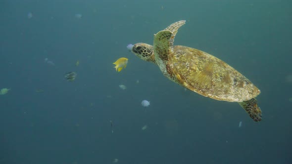 Green Sea Turtle Under Water in Philippines