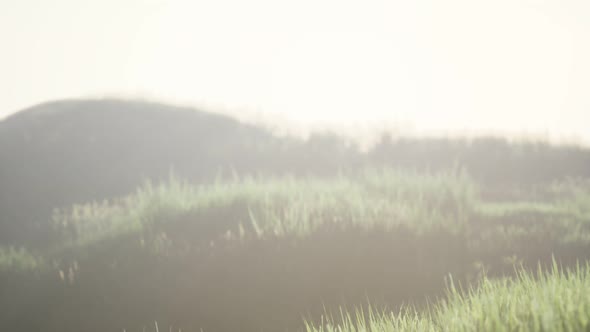 Green Field with Tall Grass in the Early Morning with Fog