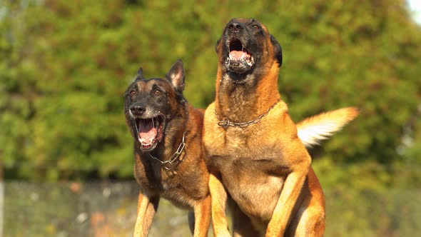 Belgian Malinois dogs, Ultra Slow Motion