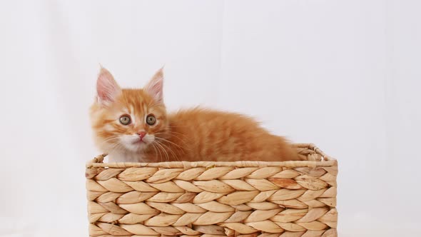Ginger Kitten Playing in a Basket on a White Background