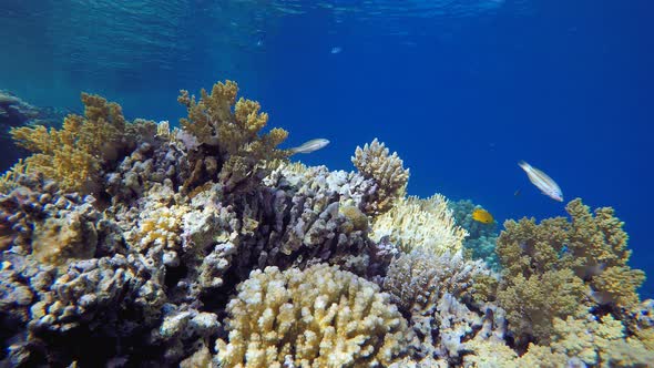 Marine Coral Colorful Garden