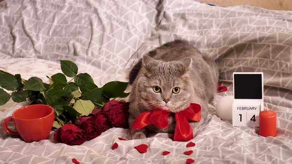 Romantic valentines day at home with pet cat