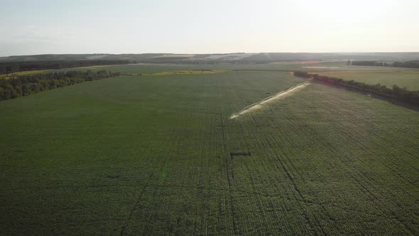 Aerial View Field with Rows of Corn and Center Pivot Irrigation System in Cornfield at Sunset.