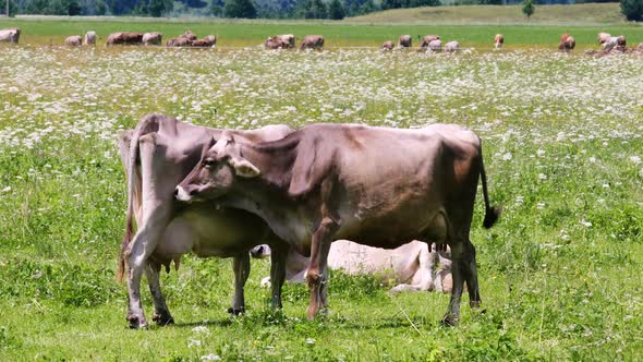 Cow Pasture on the Alps