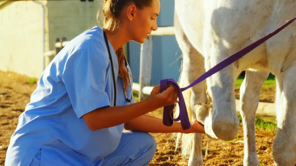 Veterinarian doctor checking the horse 4k