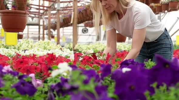 woman gardener works in greenhouse among blooming flowers.