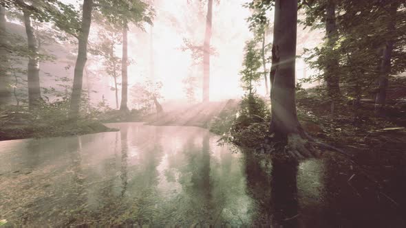 Panoramic of the Forest with River Reflecting the Trees in the Water alt